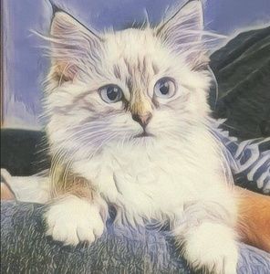 Meet your Posher, Becky